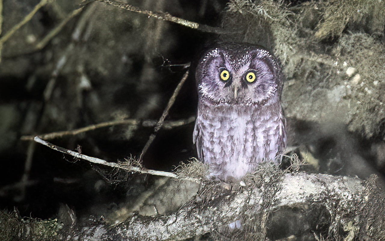 Boreal Owl